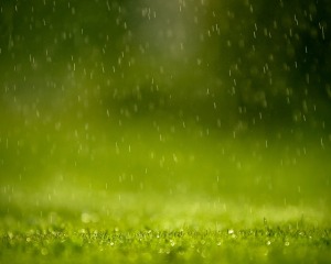 rain-wallpaper-grass